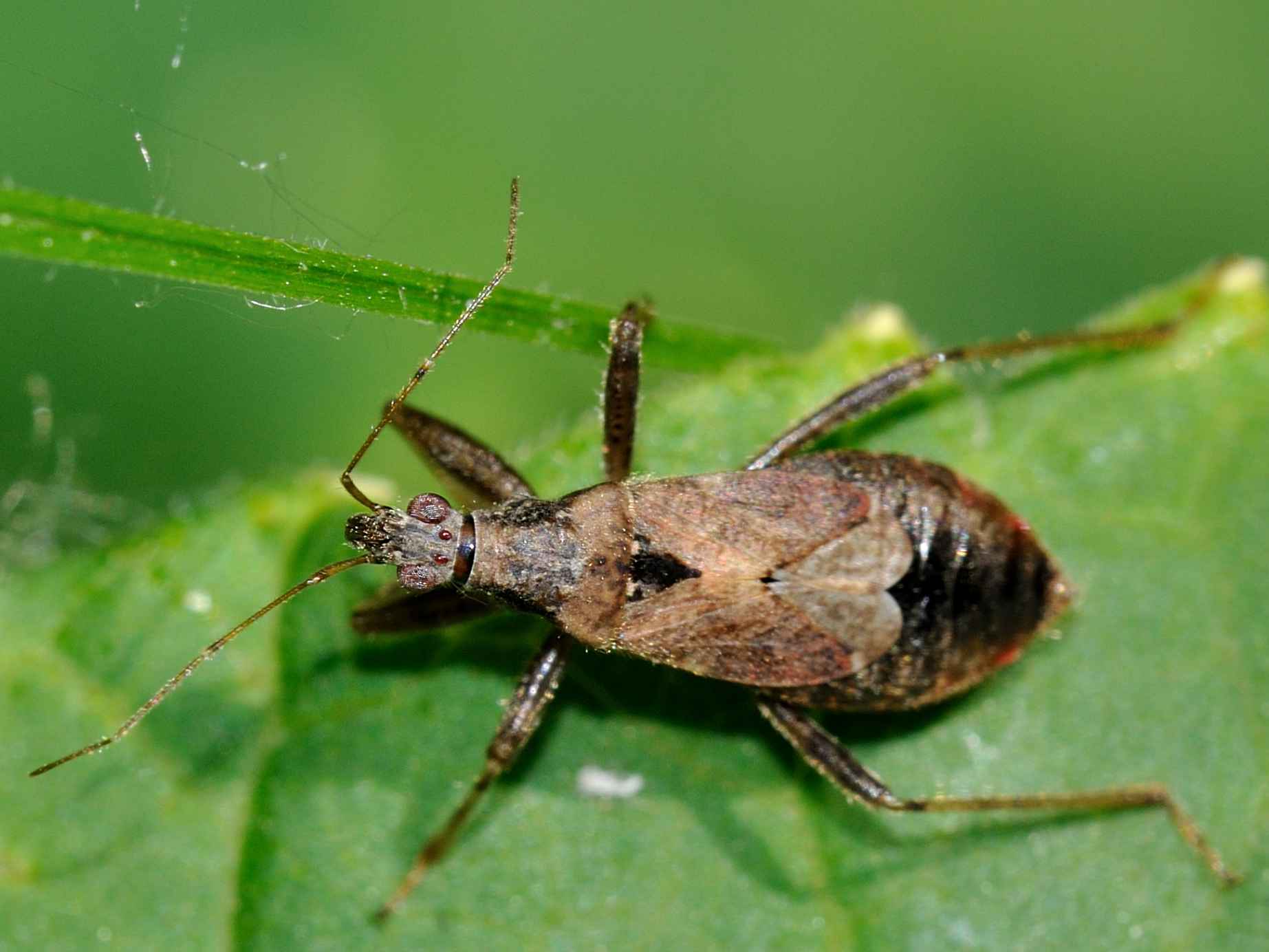 Nabidae: Himacerus mirmicoides dell''Abruzzo (AQ)